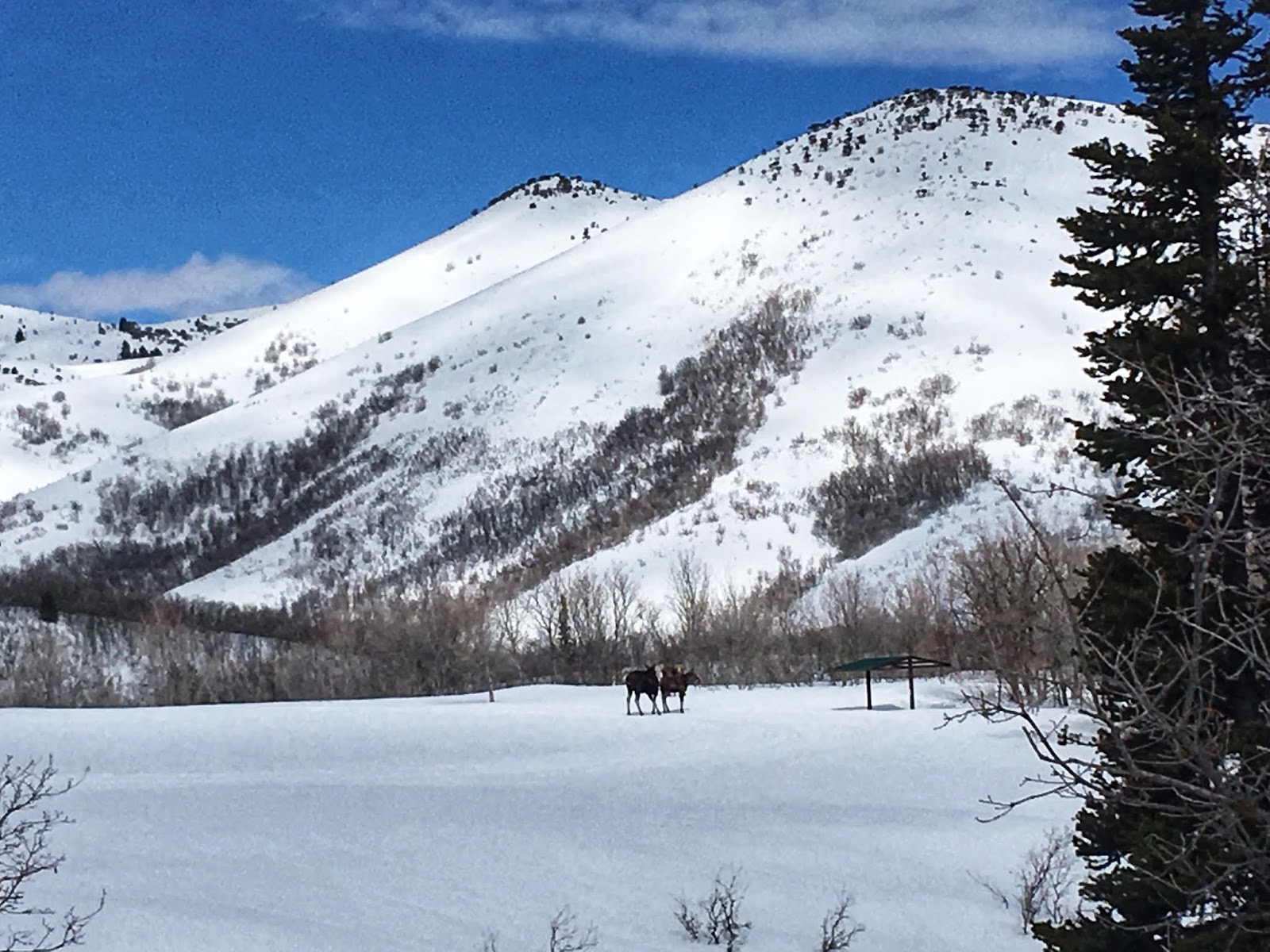 Cross Country Skiing at Ogden Nordic