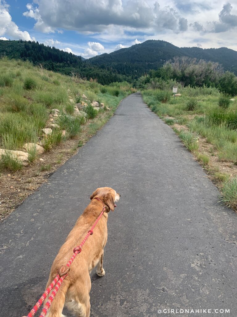 The Woods Trail & Dog Park