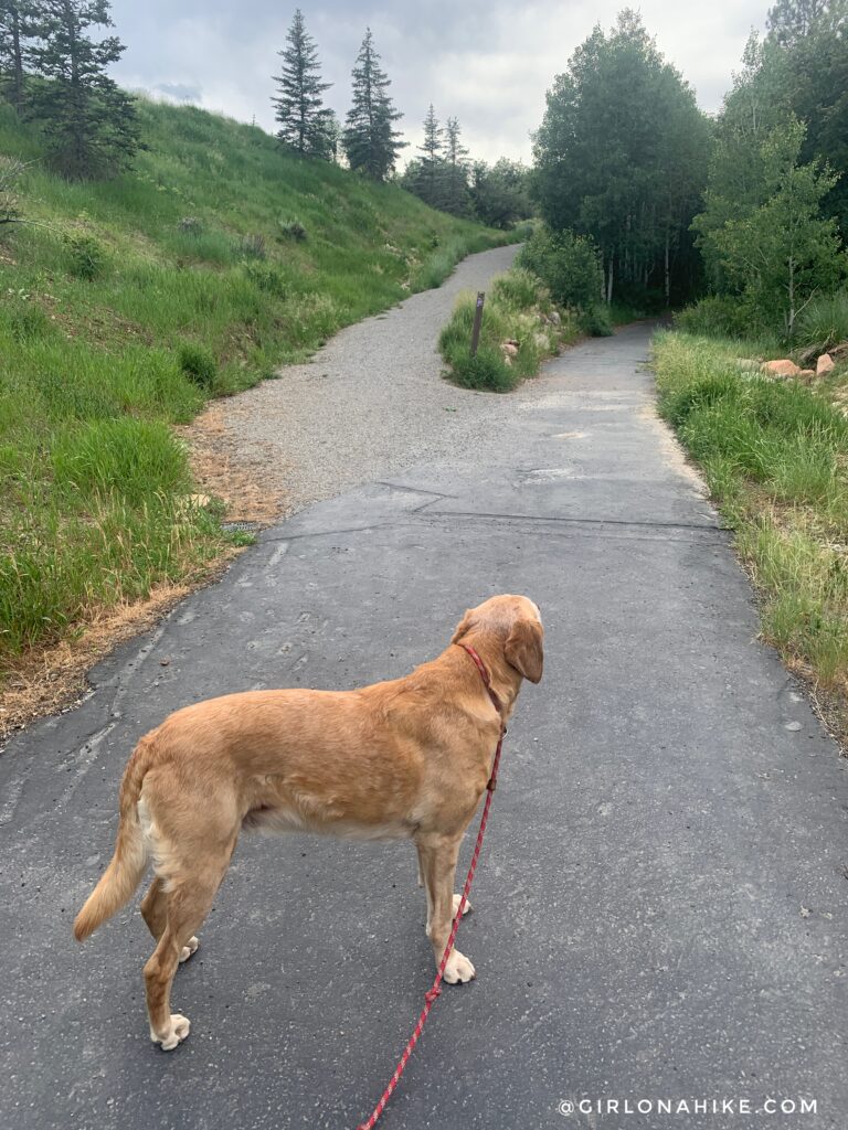 The Woods Trail & Dog Park