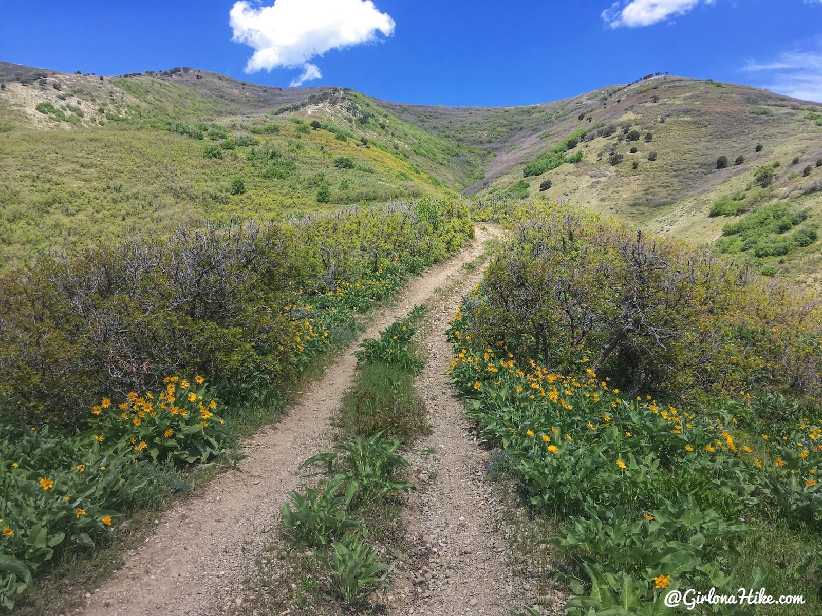 Hike the Bayliss Fork Trail, Emigration Canyon 