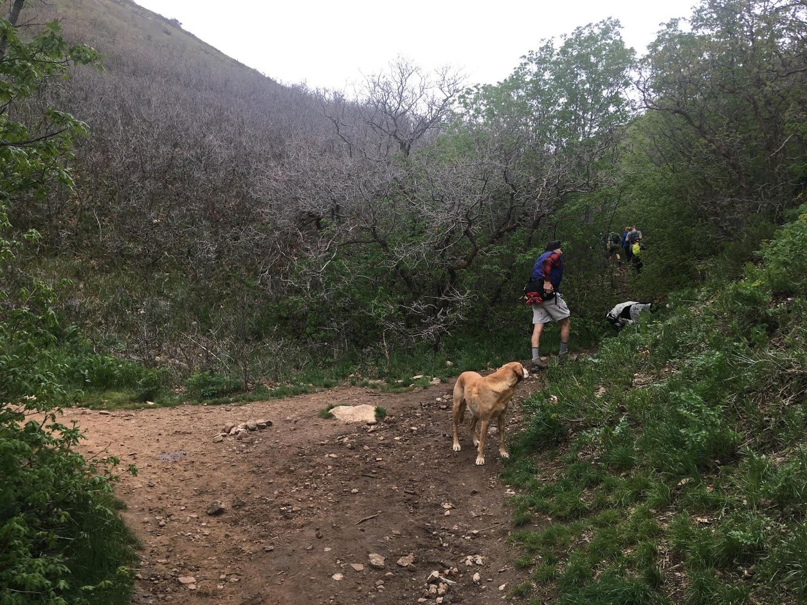 Hiking to Mt. Wire, Salt Lake City, Utah, Hiking in Utah with Dogs