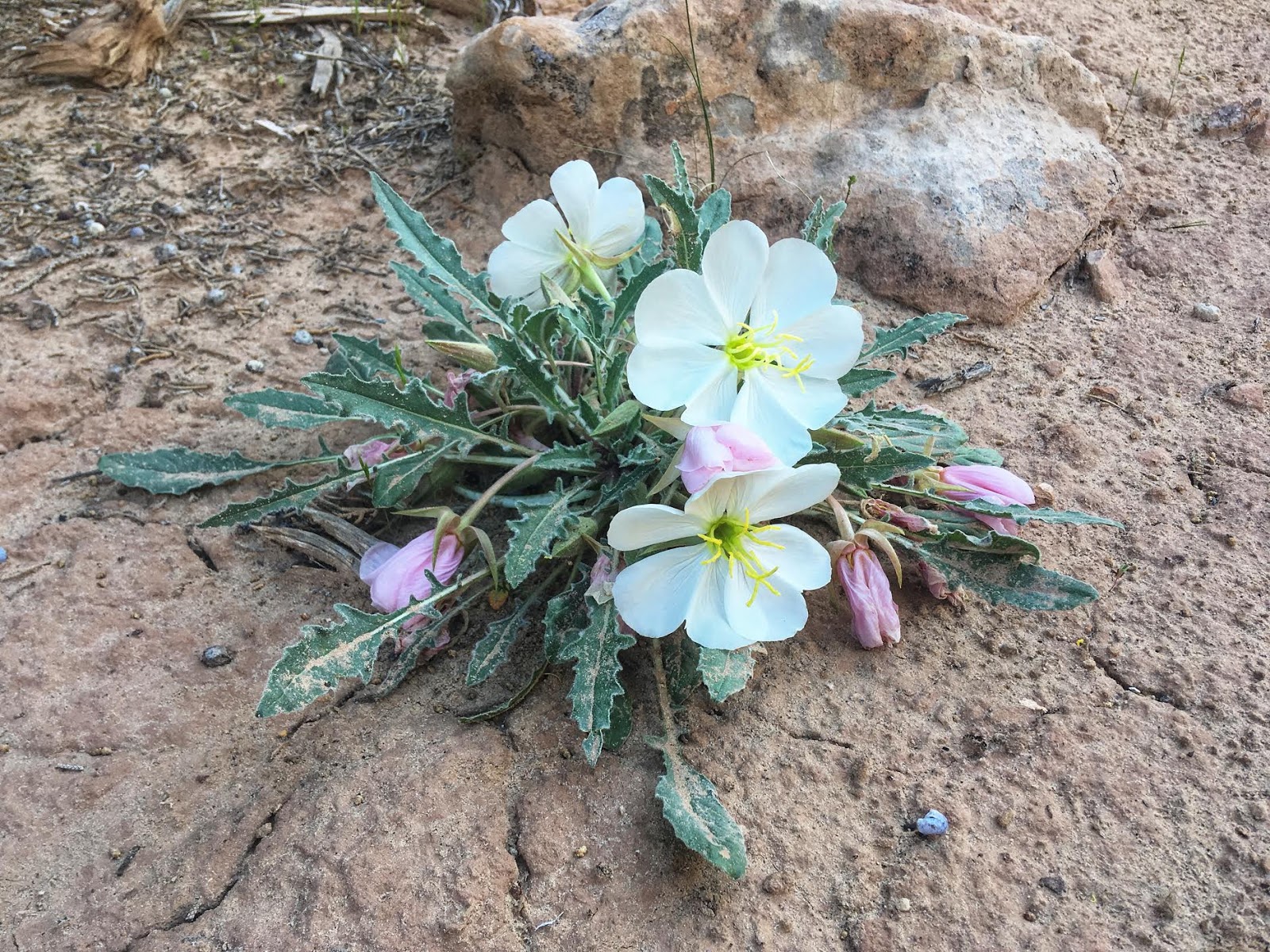 Hiking Farnsworth Canyon, San Rafael Swell