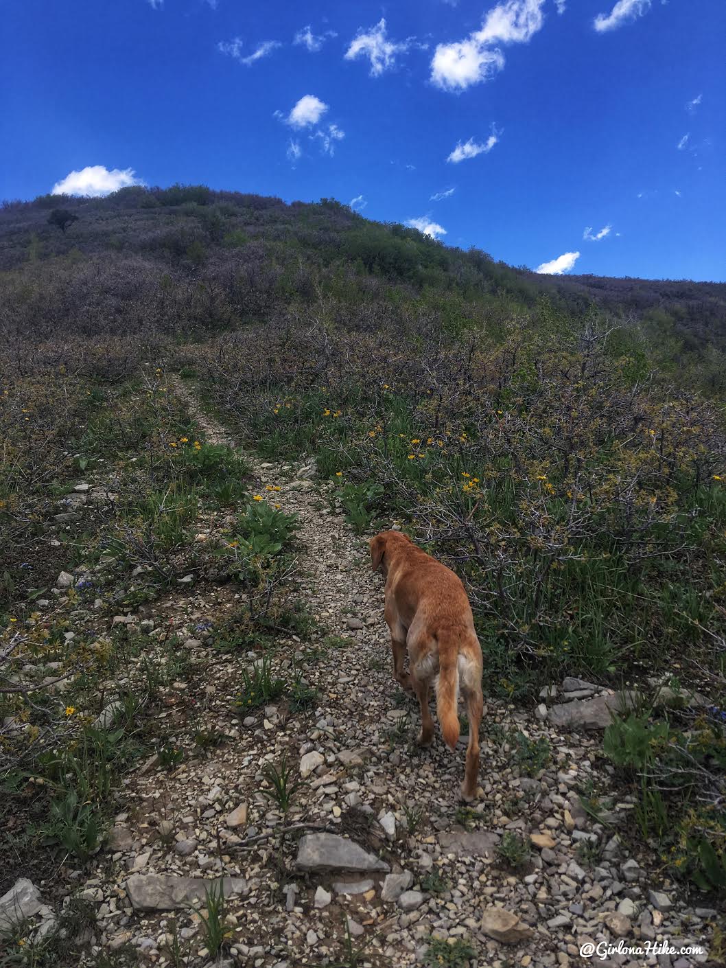 Hike the Bayliss Fork Trail, Emigration Canyon 