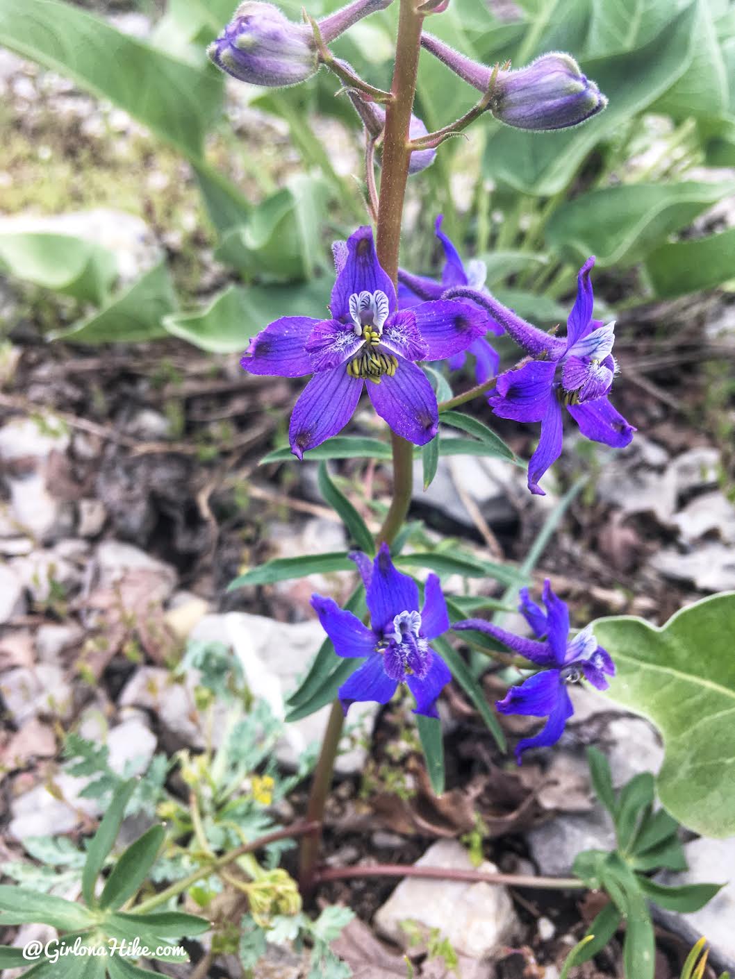 Hike the Bayliss Fork Trail, Emigration Canyon 