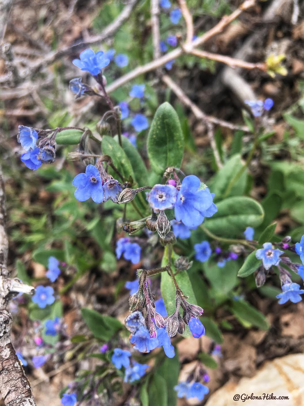 Hike the Bayliss Fork Trail, Emigration Canyon 