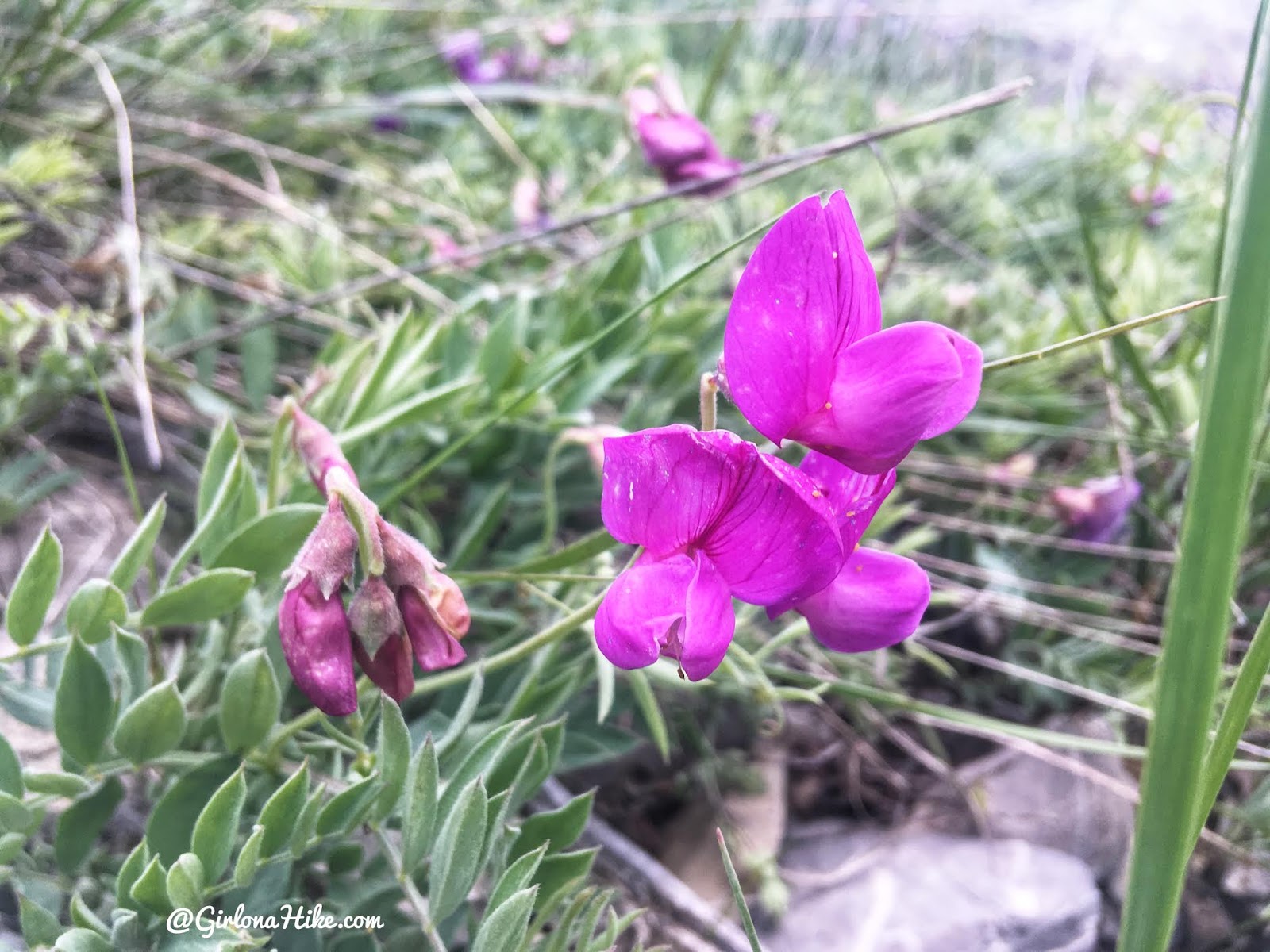 Hike the Bayliss Fork Trail, Emigration Canyon 