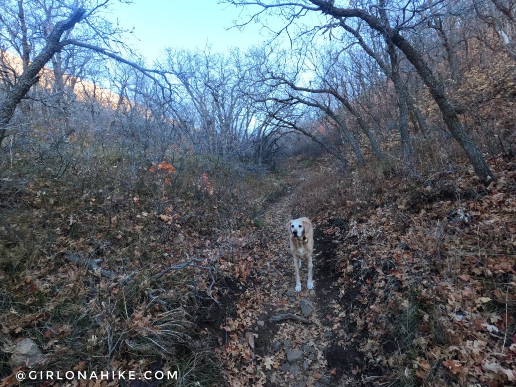 Hiking to Mt. Wire via The Living Room