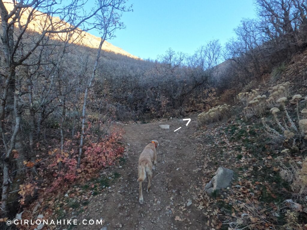 Hiking to Mt. Wire via The Living Room