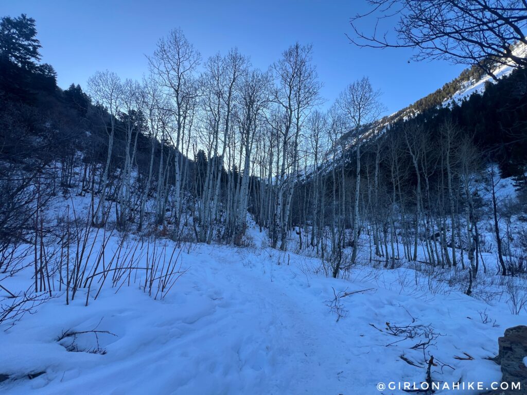 Aspen grove along the Lake Blanche trail in Big Cottonwood Canyon