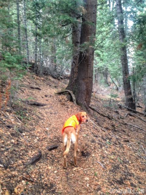 Hiking the Emigration Canyon Miners Trail