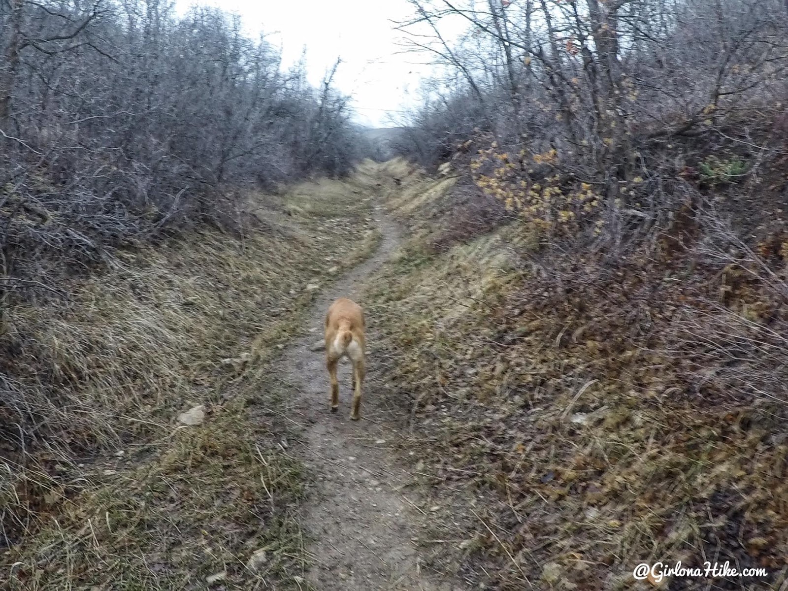 Hike the Bayliss Fork Trail, Emigration Canyon 