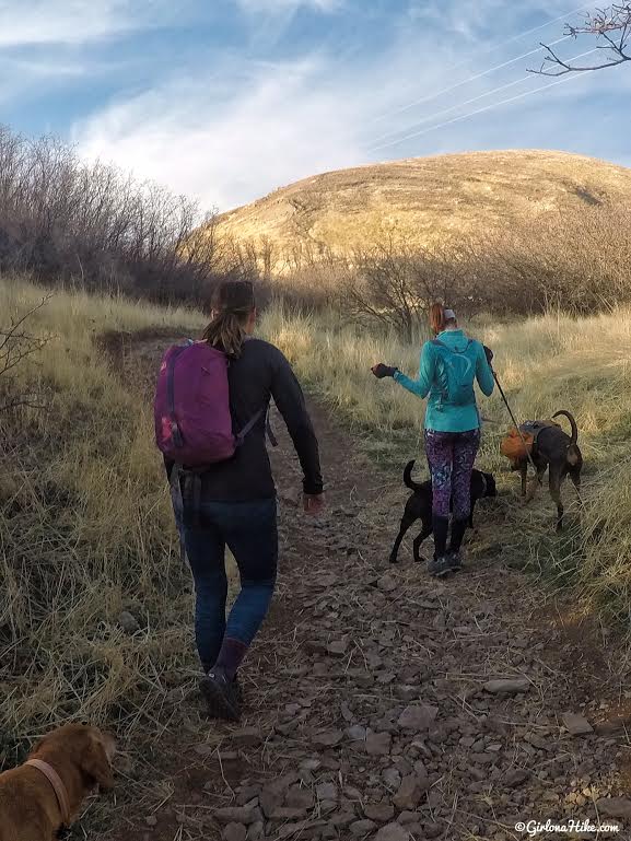 Hiking Mt. Van Cott, Hiking in Utah with Dogs