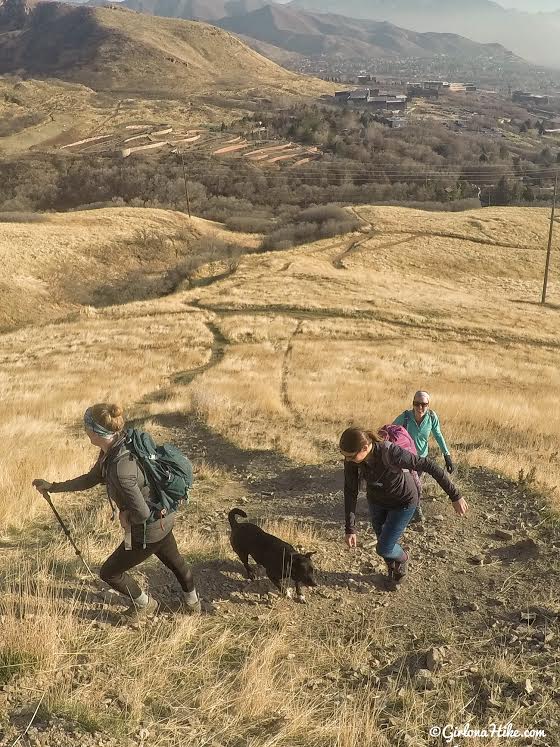 Hiking Mt. Van Cott, Hiking in Utah with Dogs