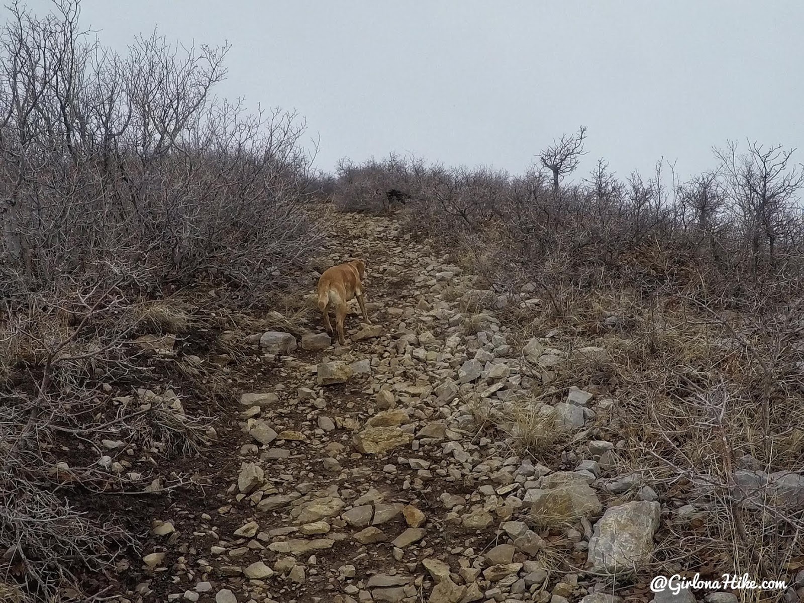 Hike the Bayliss Fork Trail, Emigration Canyon 