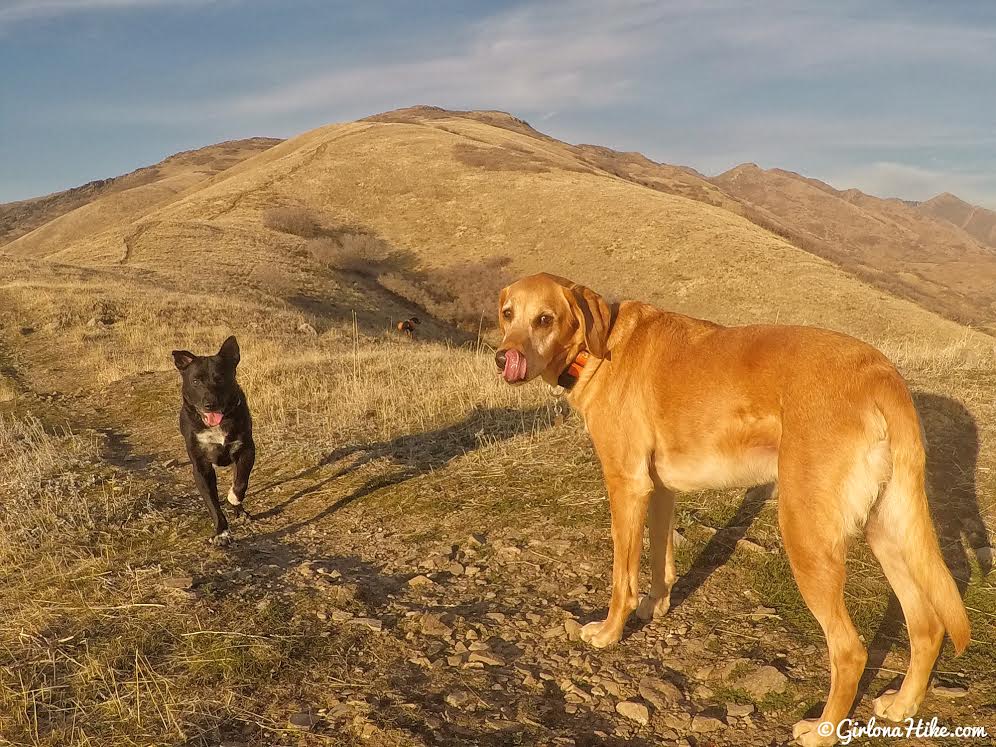 Hiking Mt. Van Cott, Hiking in Utah with Dogs