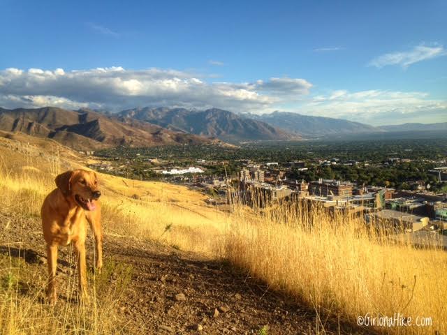 Hiking Mt. Van Cott, Hiking in Utah with Dogs