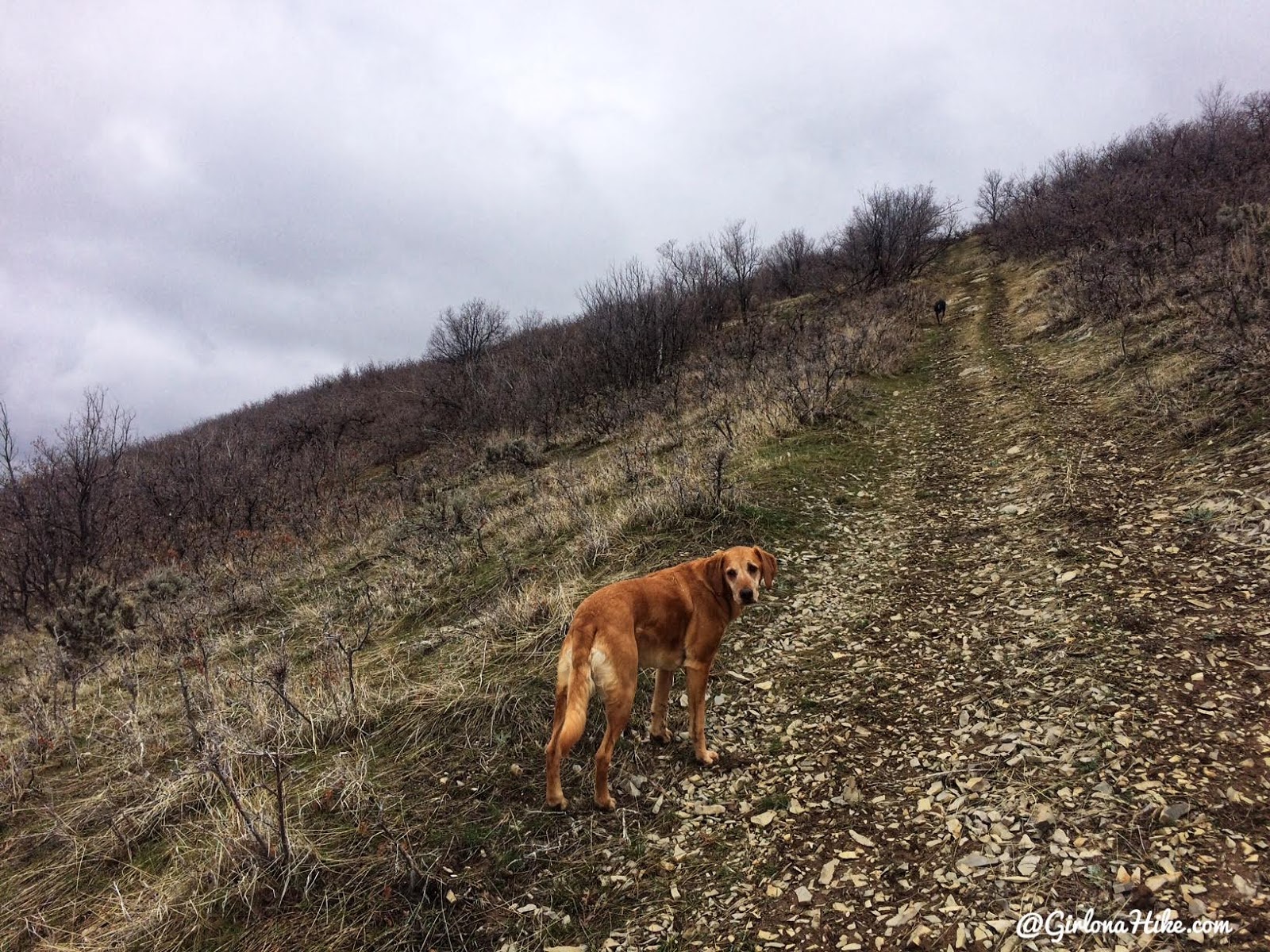 Hike the Bayliss Fork Trail, Emigration Canyon 