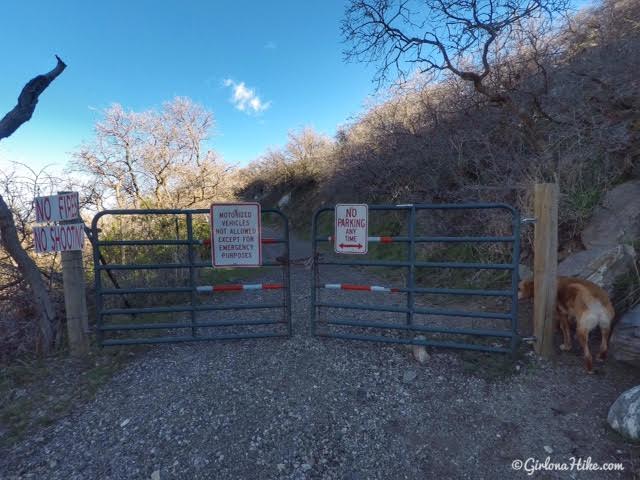 Hiking to The Grotto - Hornet Canyon, Hiking Steed Creek in Farmington, Utah, Hiking in Utah with Dogs