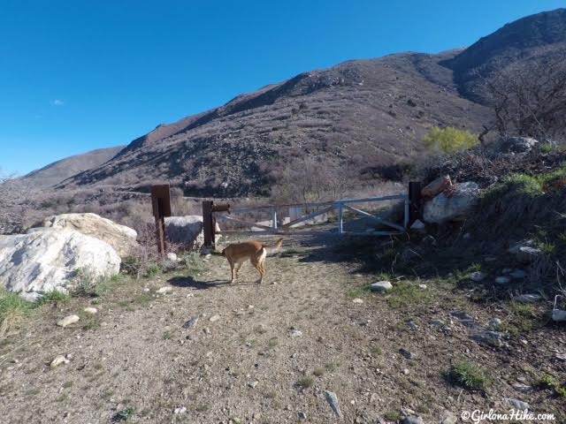 Hiking to The Grotto - Hornet Canyon, Hiking Steed Creek in Farmington, Utah, Hiking in Utah with Dogs