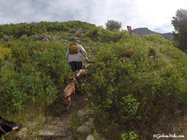 Hiking to The Grotto - Hornet Canyon, Hiking Steed Creek in Farmington, Utah, Hiking in Utah with Dogs