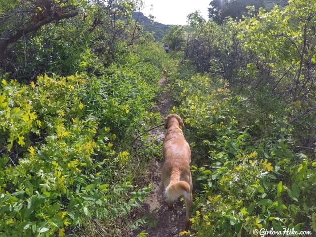 Hiking to The Grotto - Hornet Canyon, Hiking Steed Creek in Farmington, Utah, Hiking in Utah with Dogs