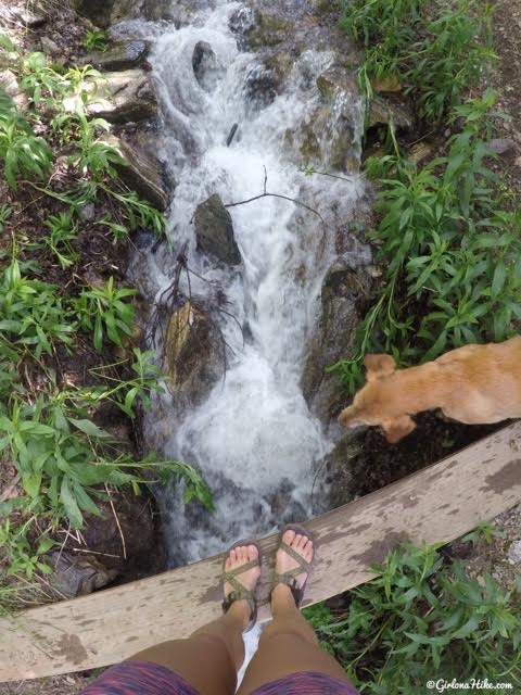 Hiking to The Grotto - Hornet Canyon, Hiking Steed Creek in Farmington, Utah, Hiking in Utah with Dogs