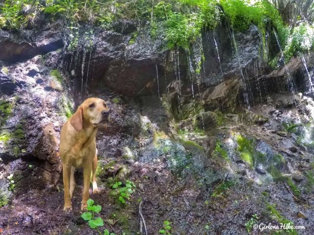 Hiking to The Grotto - Hornet Canyon, Hiking Steed Creek in Farmington, Utah, Hiking in Utah with Dogs