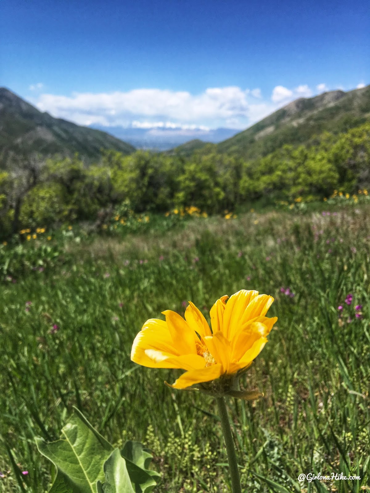 Hike the Bayliss Fork Trail, Emigration Canyon 