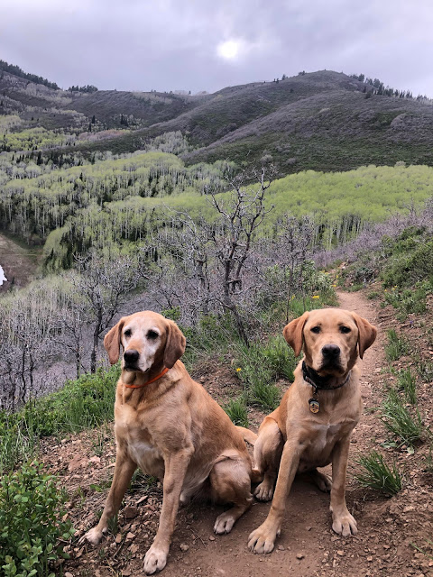 Hiking Rob's Trail, Hiking in Park City, Utah, Hiking in Utah with Dogs