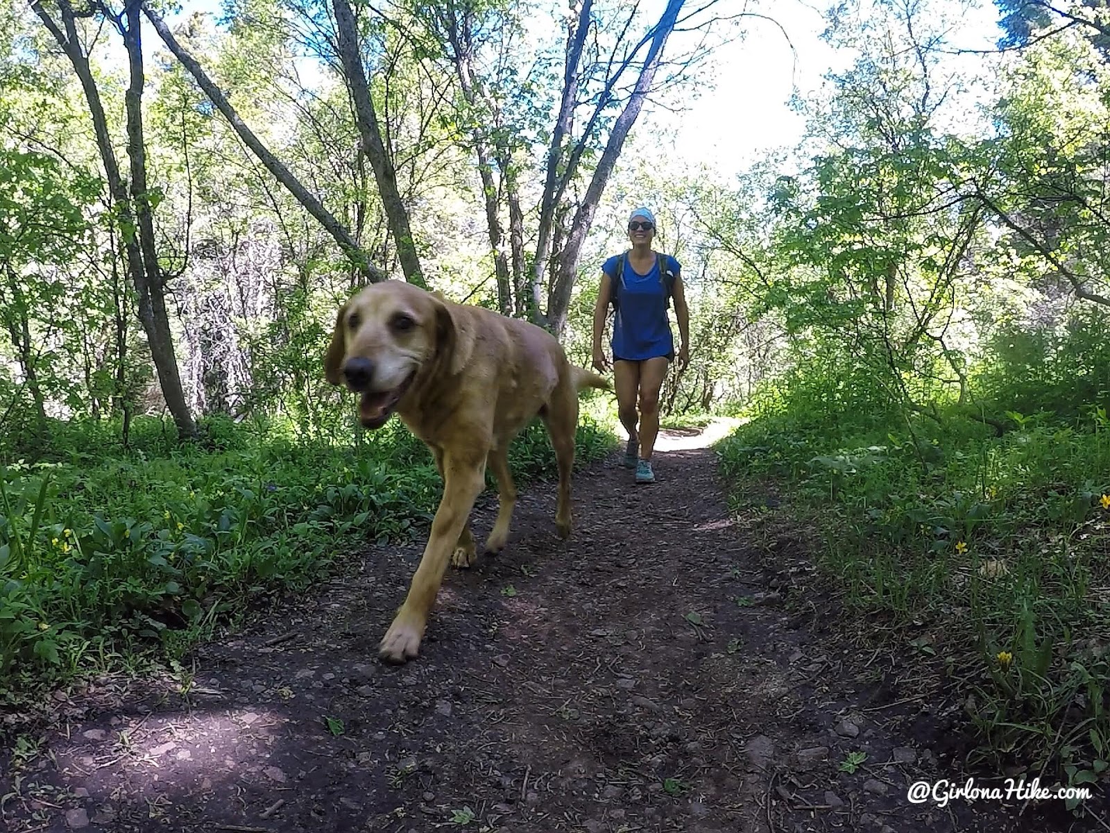 Hiking the Big Springs Hollow Trail