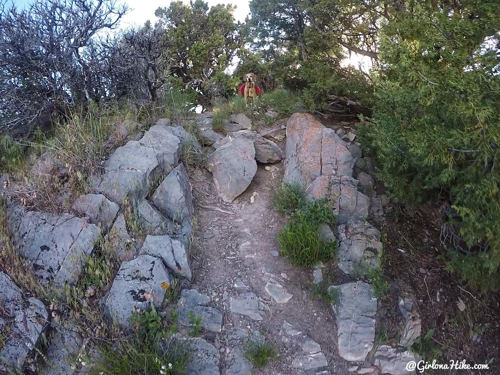 Hiking Mahogany Mountain, Utah county, utah peak baggers, hiking in utah with dogs, Utah's best peaks