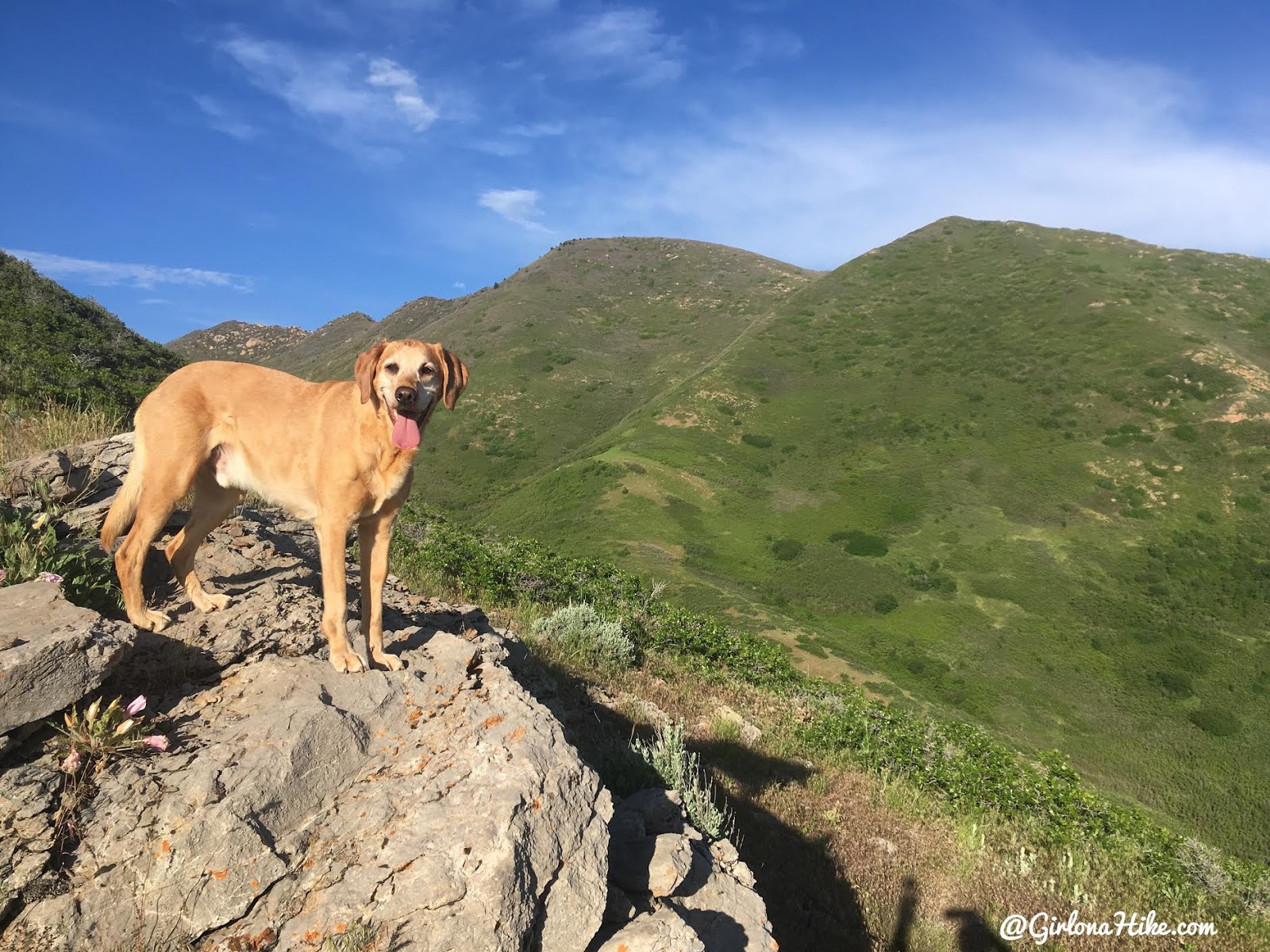 Hiking to Jack's Mailbox Peak, Utah, Hiking in Utah with Dogs