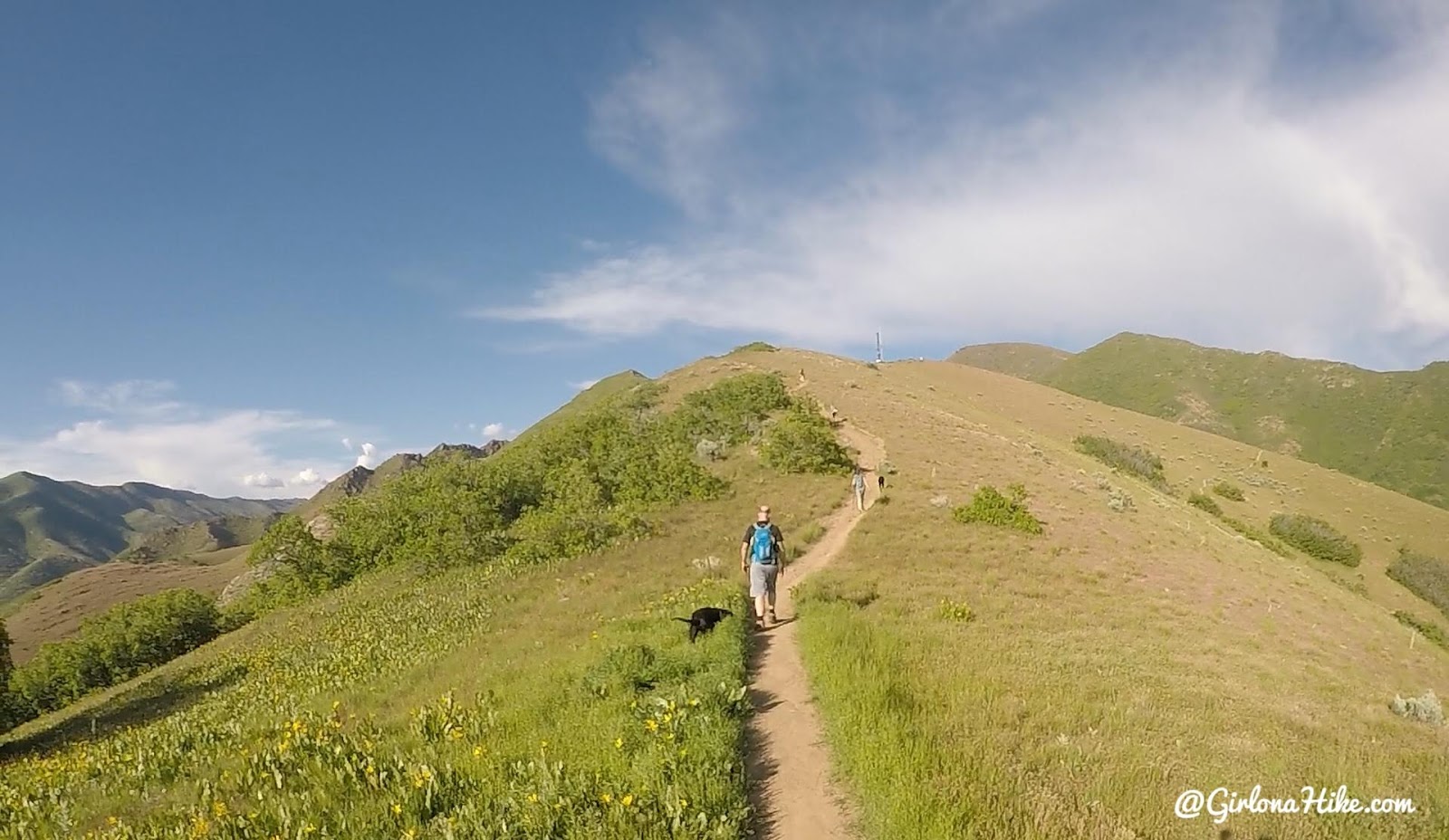 Hiking to Jack's Mailbox Peak, Utah, Hiking in Utah with Dogs