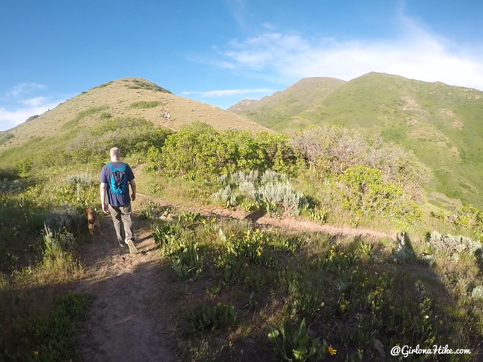 Hiking to Jack's Mailbox Peak, Utah, Hiking in Utah with Dogs