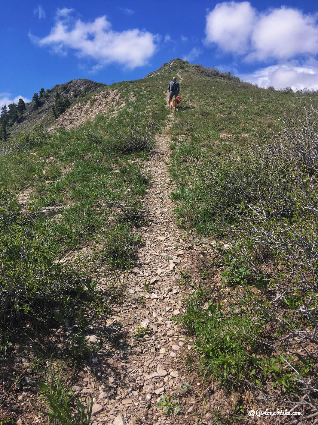 Hiking Mahogany Mountain, Utah county, utah peak baggers, hiking in utah with dogs, Utah's best peaks