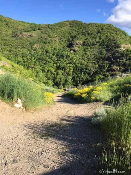 Holbrook Canyon Trail, Bountiful, Utah, Hiking in Utah with Dogs