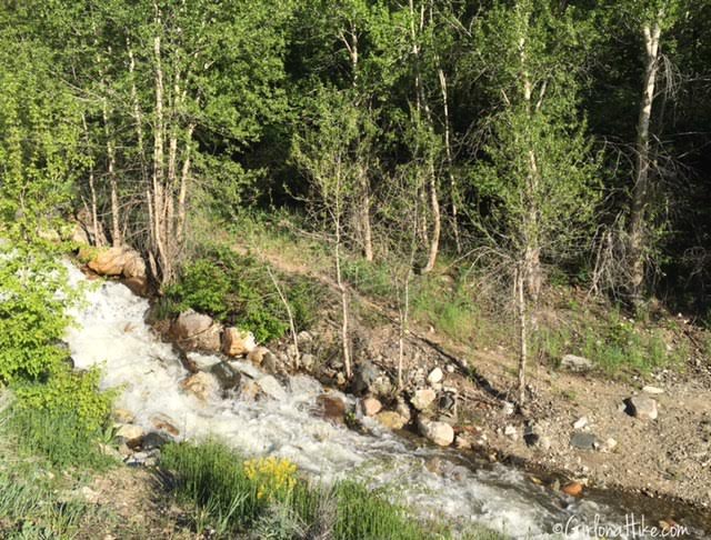 Holbrook Canyon Trail, Bountiful, Utah, Hiking in Utah with Dogs