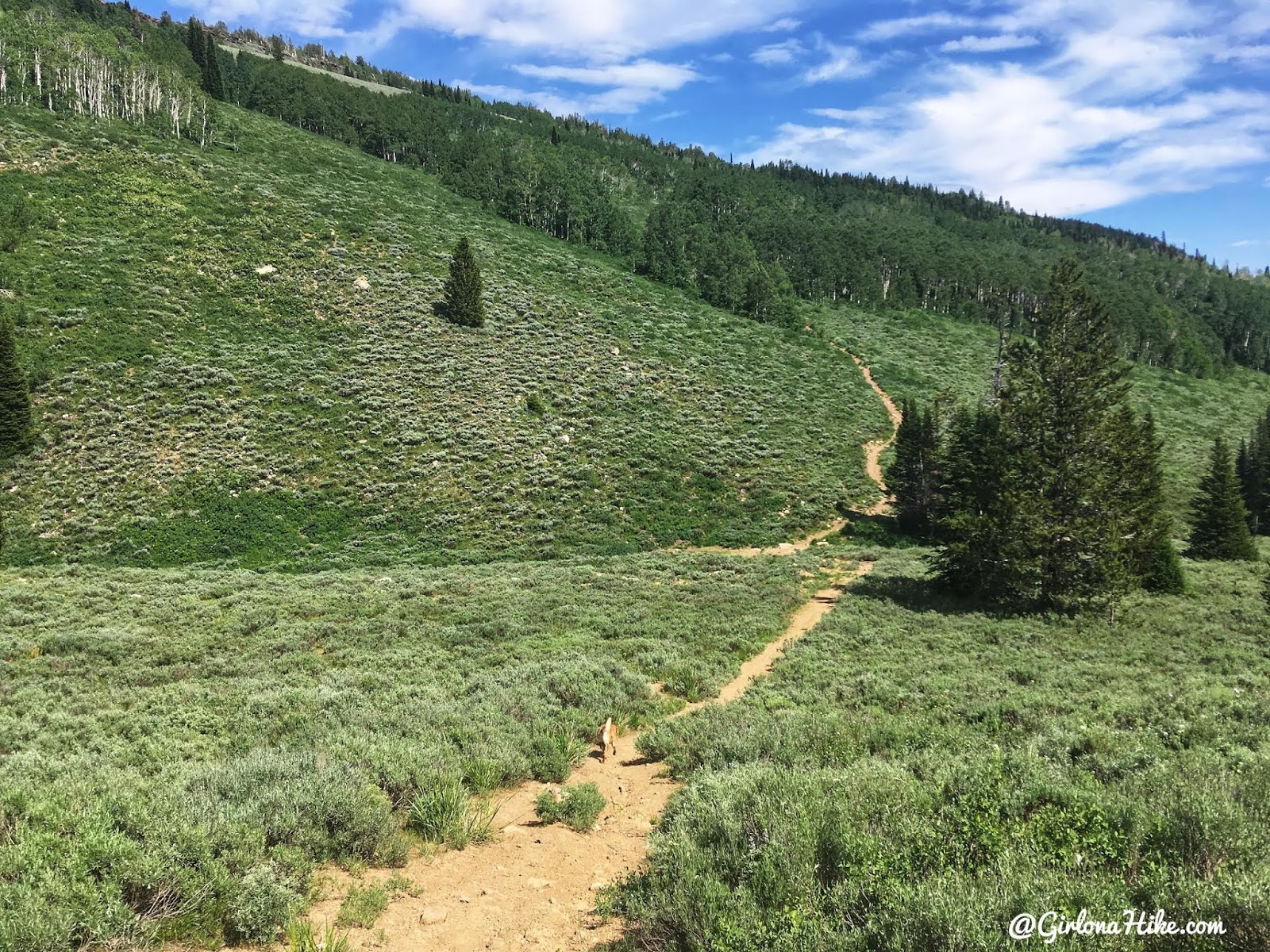 Hiking to Bridger Peak, Rich County High Point