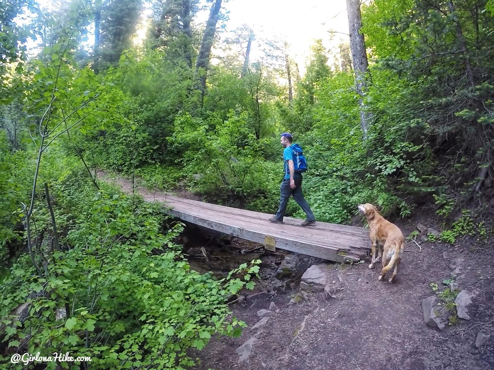 Hiking to Mt. Aire, Hiking in Utah with Dogs