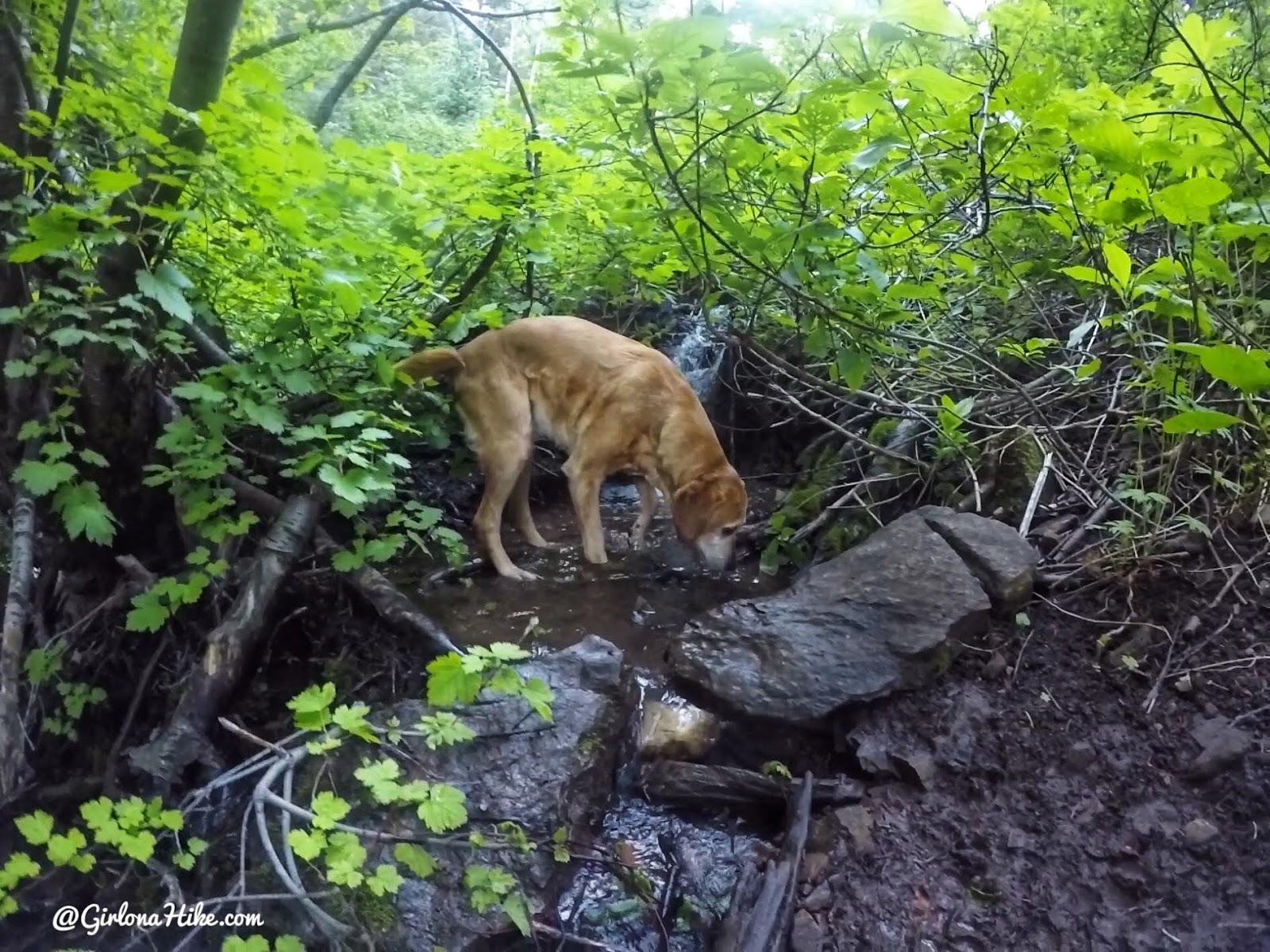 Hiking to Mt. Aire, Hiking in Utah with Dogs