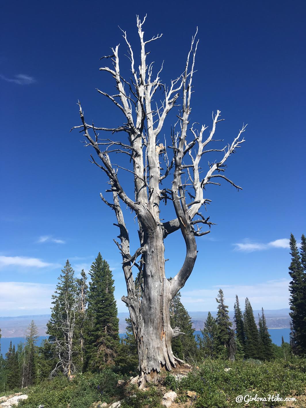 Hiking to Bridger Peak, Rich County High Point