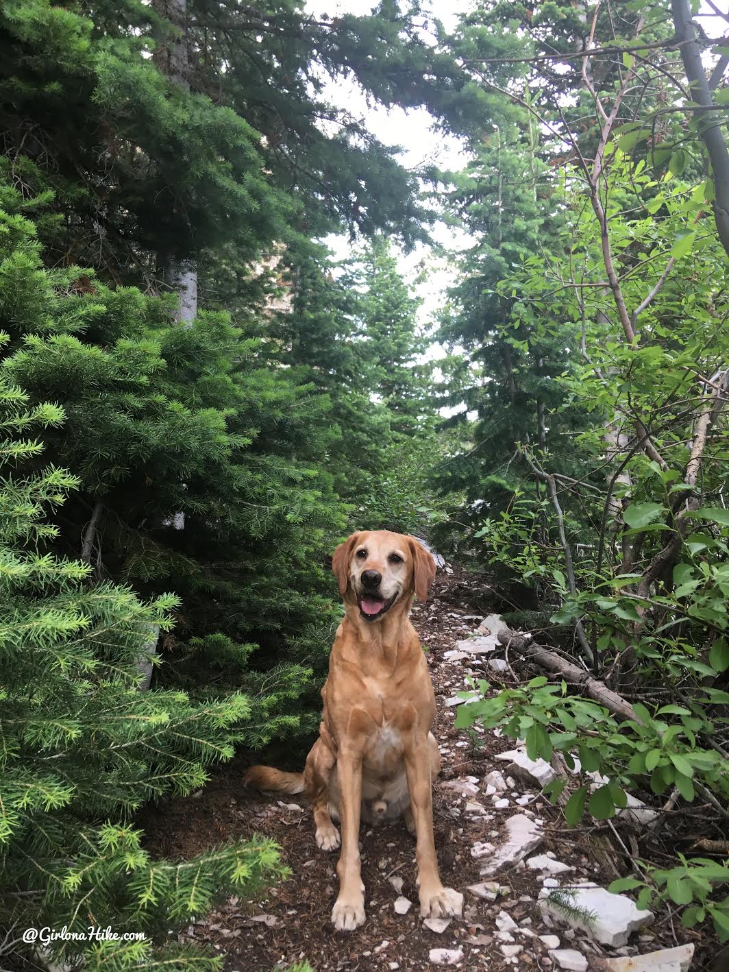 Hiking to Bull Mountain, Box Elder County High Point