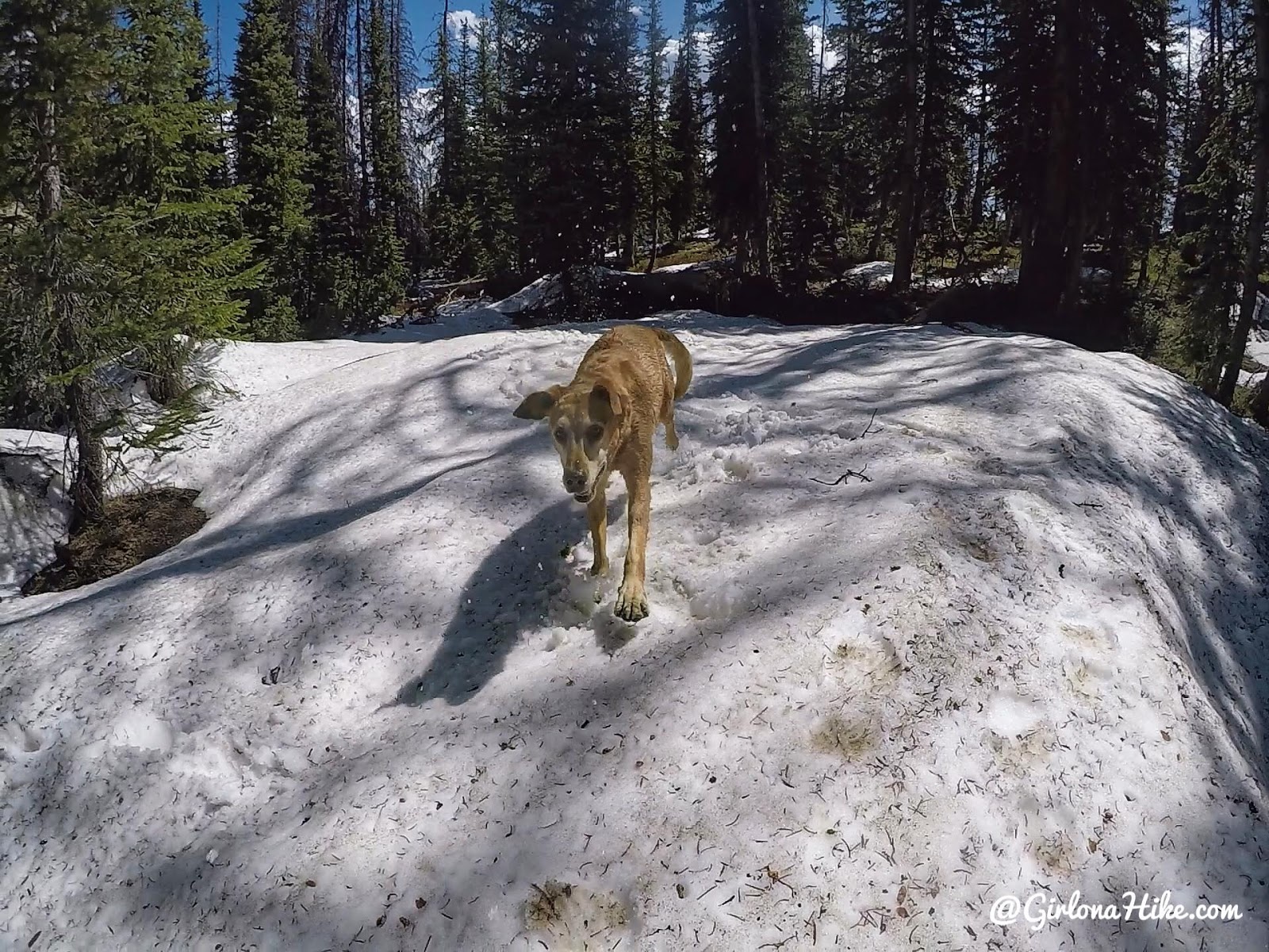 Backpacking the Yellow Pine Trail, Uintas