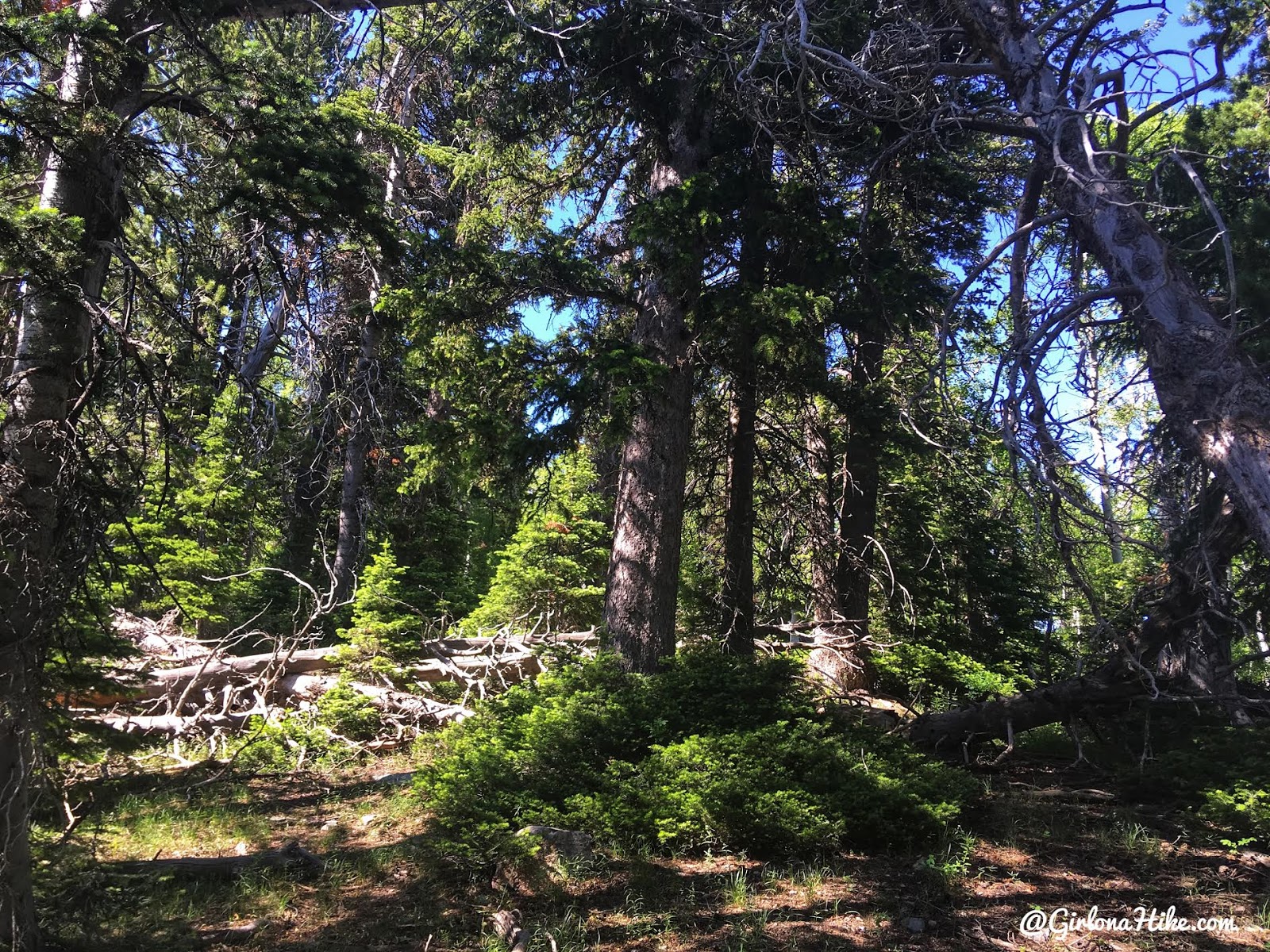 Hiking to Bridger Peak, Rich County High Point