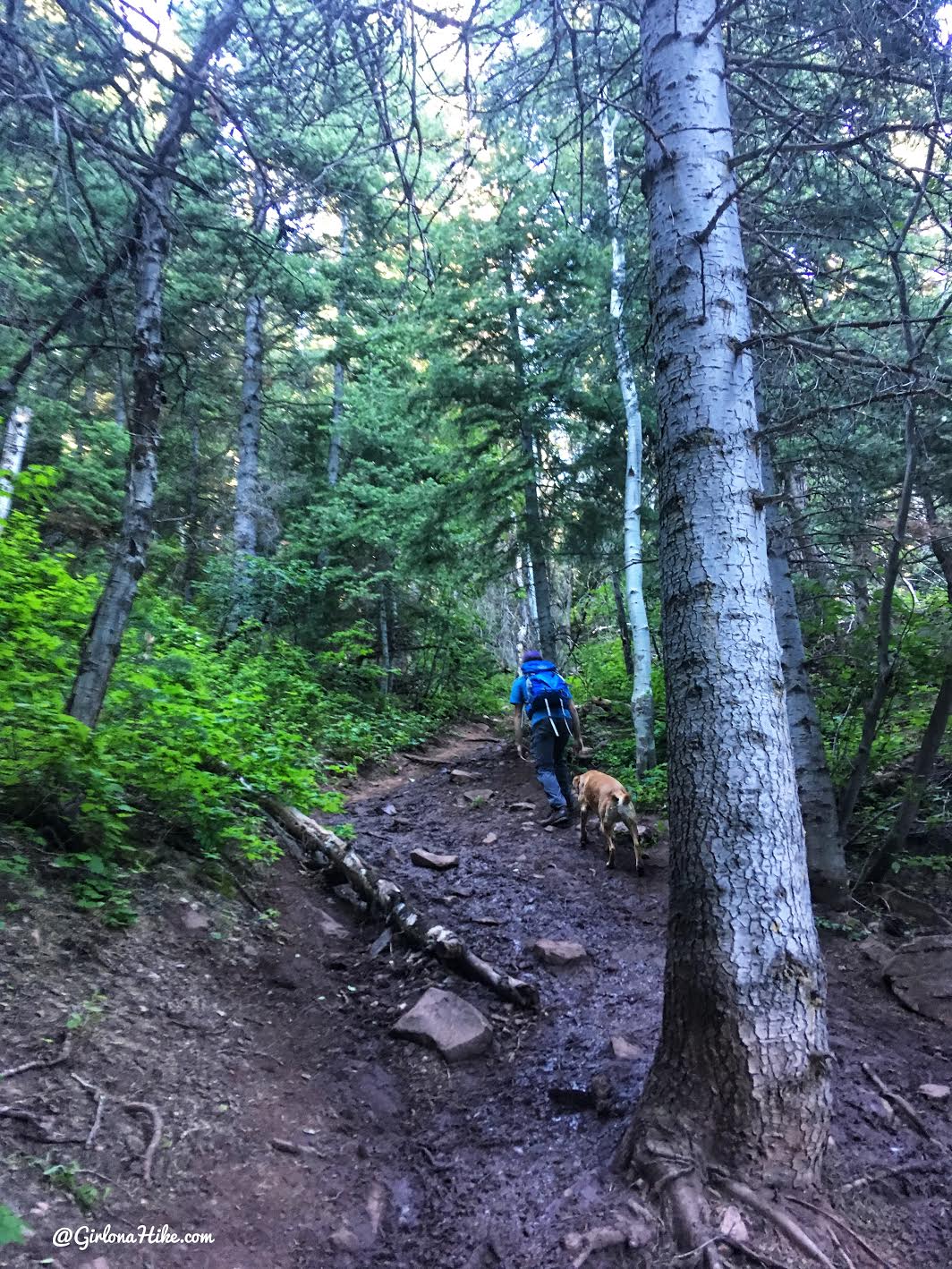 Hiking to Mt. Aire, Hiking in Utah with Dogs