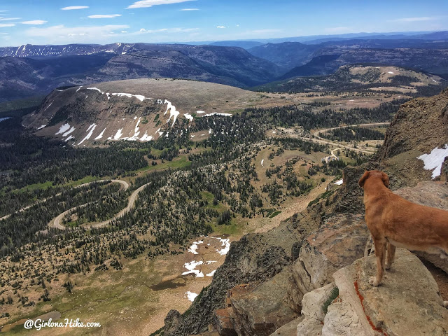 Hiking to Reids Peak, Uintas, Uinta peaks, hiking in the uintas, hiking in utah with dogs