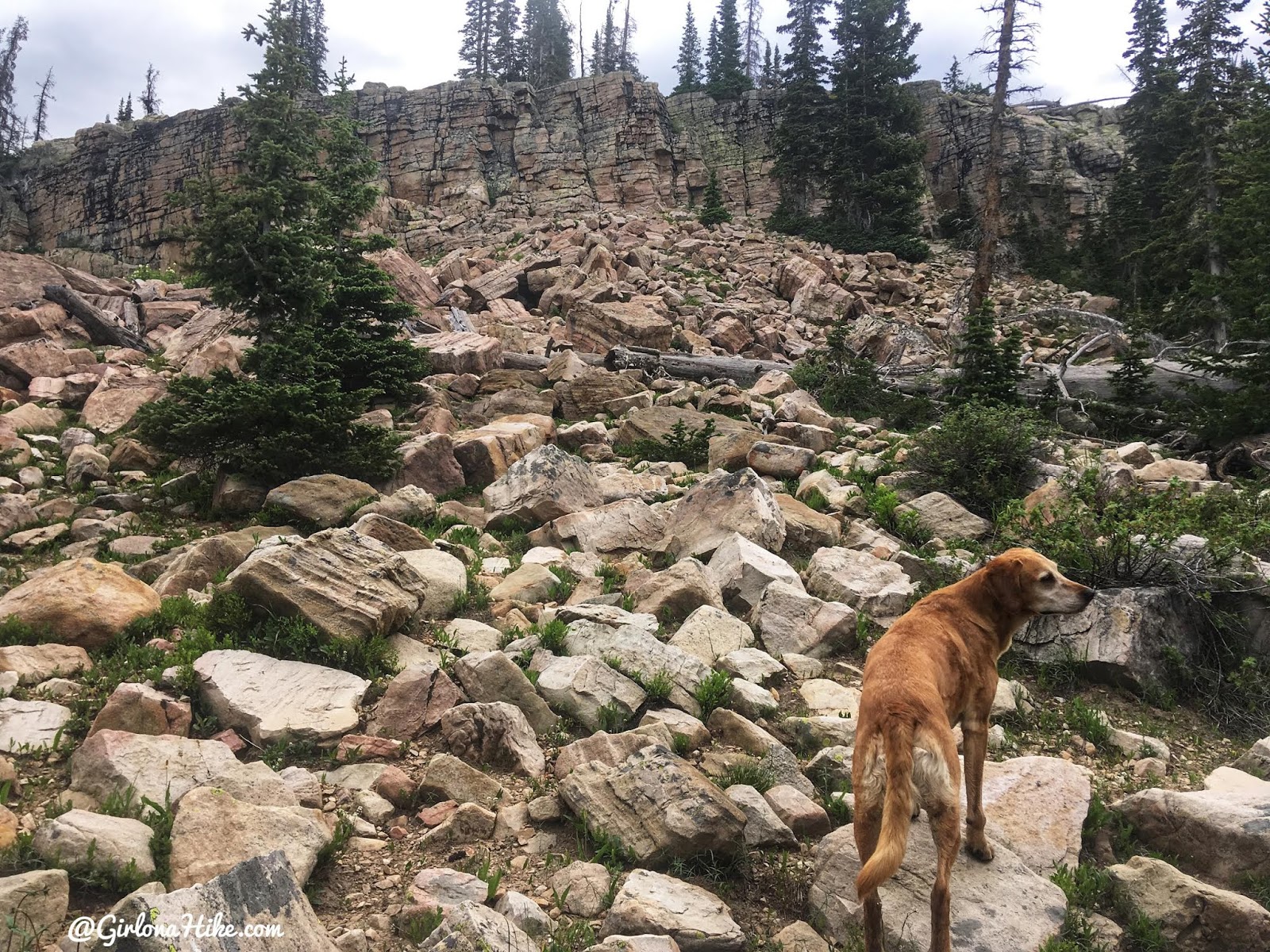 Hiking to Reids Peak, Uintas, Uinta peaks, hiking in the uintas, hiking in utah with dogs