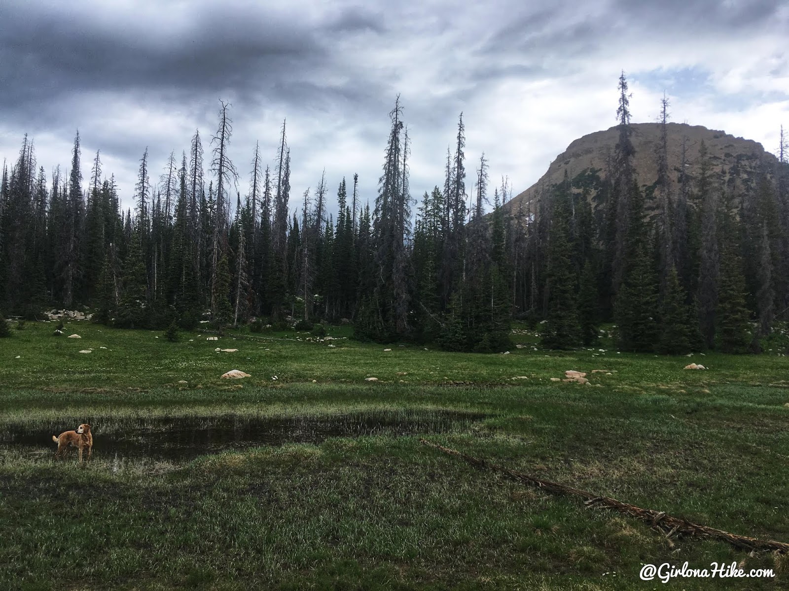 Hiking to Reids Peak, Uintas, Uinta peaks, hiking in the uintas, hiking in utah with dogs