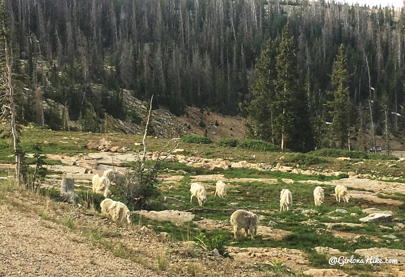 Hiking to Reids Peak, Uintas, Uinta peaks, hiking in the uintas, hiking in utah with dogs