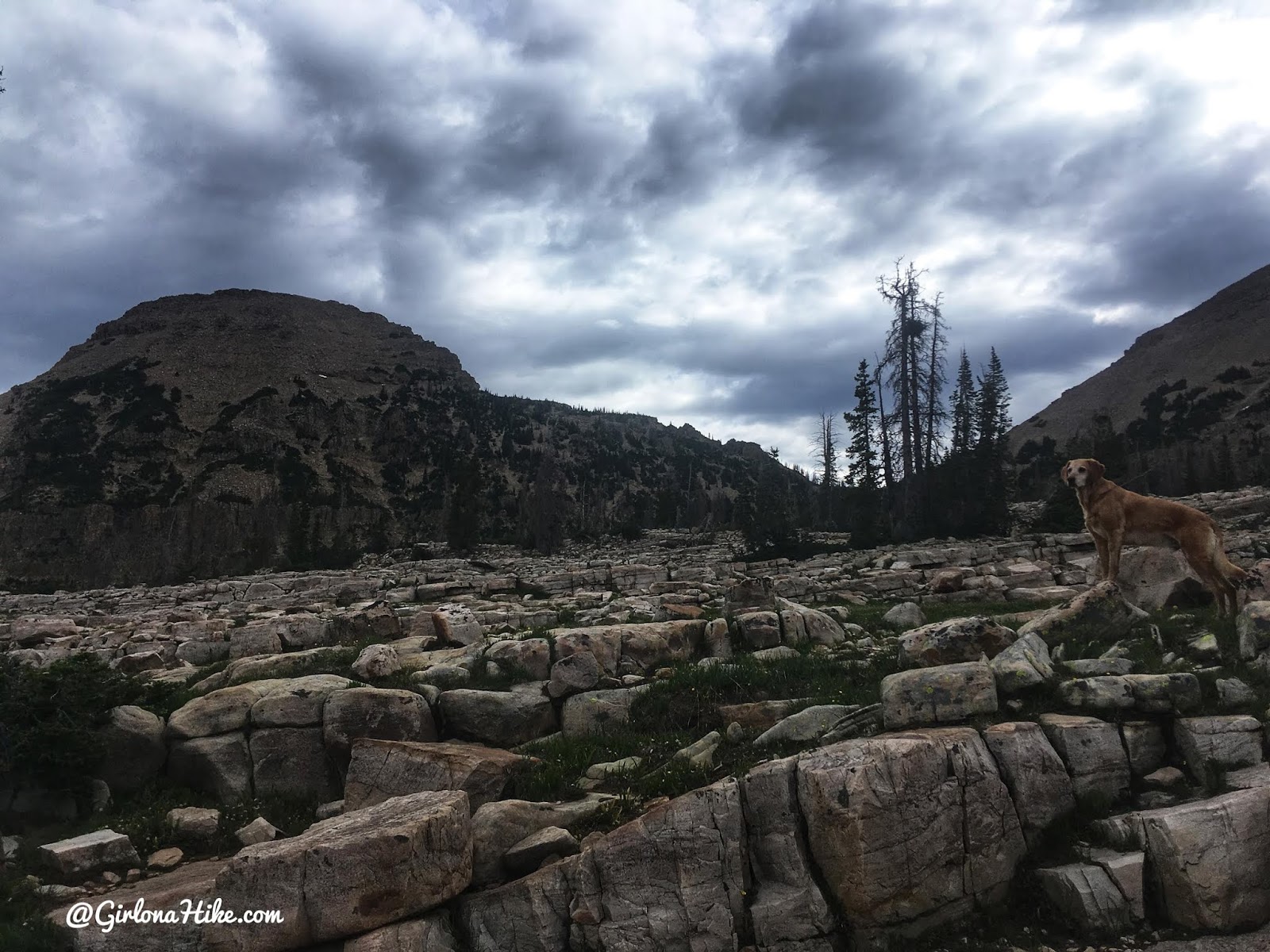 Hiking to Reids Peak, Uintas, Uinta peaks, hiking in the uintas, hiking in utah with dogs